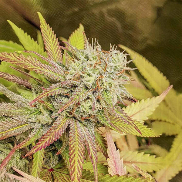 Critical Orange Punch - Dutch Passion