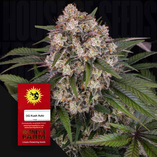 OG Kush Auto - Barney's Farm