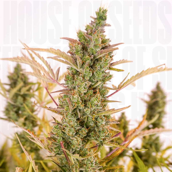 Auto Mac #1 - Dutch Passion