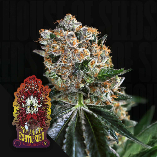 Malasaña Cookies - Exotic Seeds