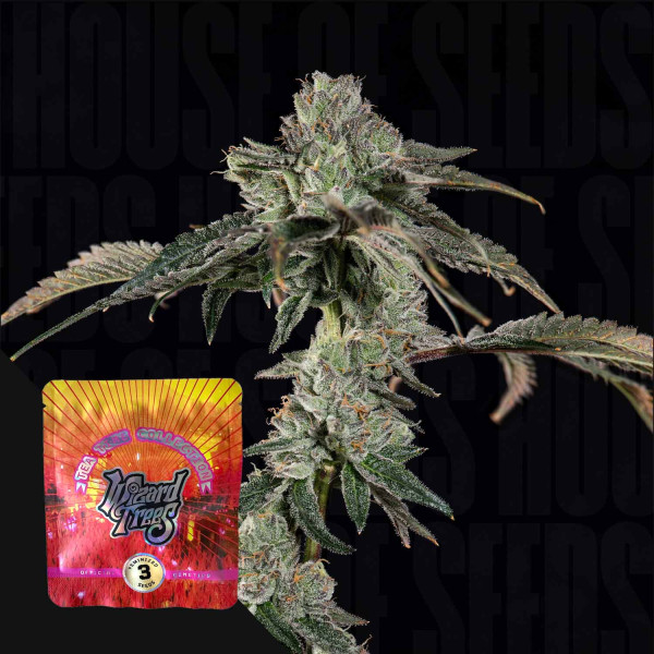 Boiler Room - Wizard Trees