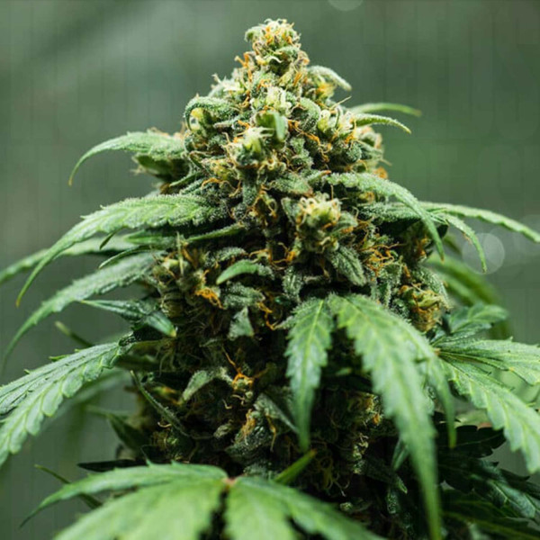 Royal Dwarf - Royal Queen Seeds