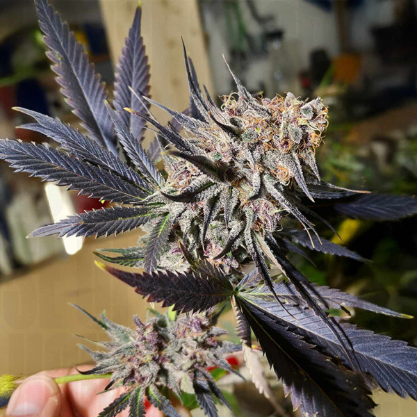 Blueberry - Dutch Passion