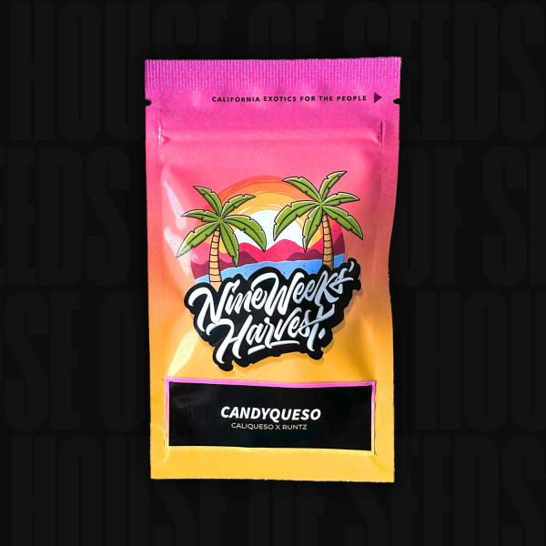 Candyqueso - Nine Weeks Harvest