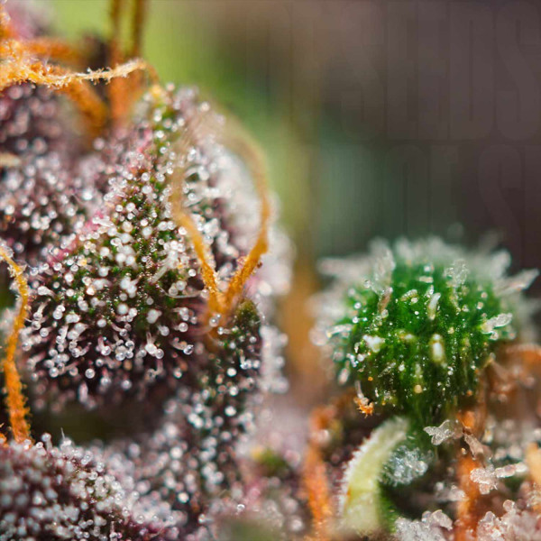 Dark Devil Auto - Sweet Seeds