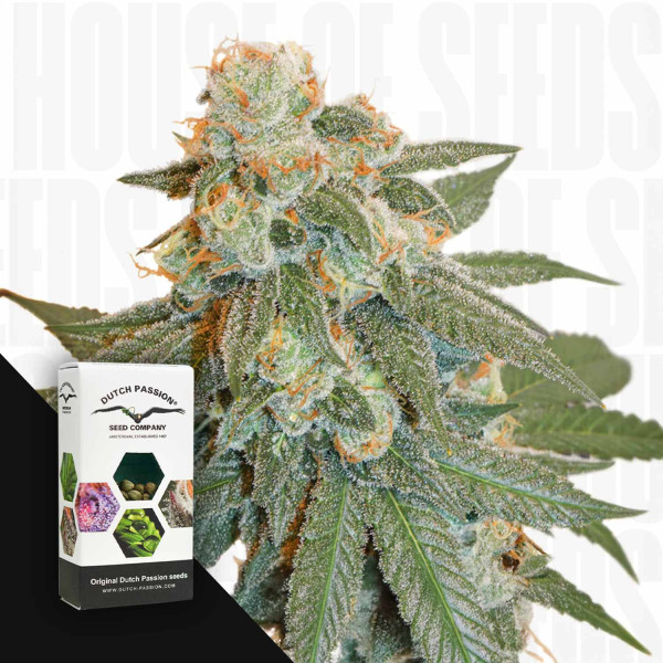 Auto Orange Bud - Dutch Passion