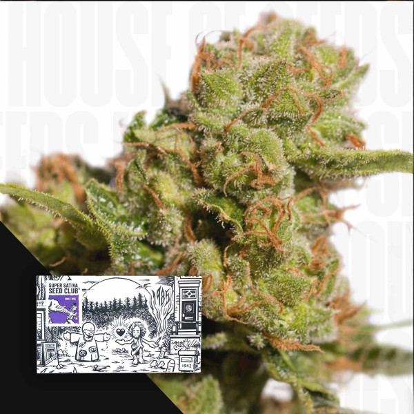 Auto Bruce Lemon Diesel - Super Sativa Seed Club