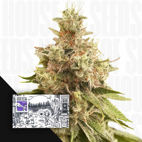 Golden Apple Haze - Super Sativa Club