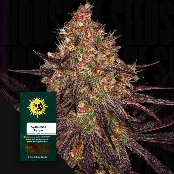 Ayahuasca Purple - Barney's Farm