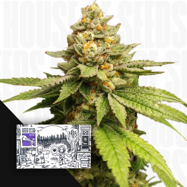 Green Papaya - Super Sativa Seed Club