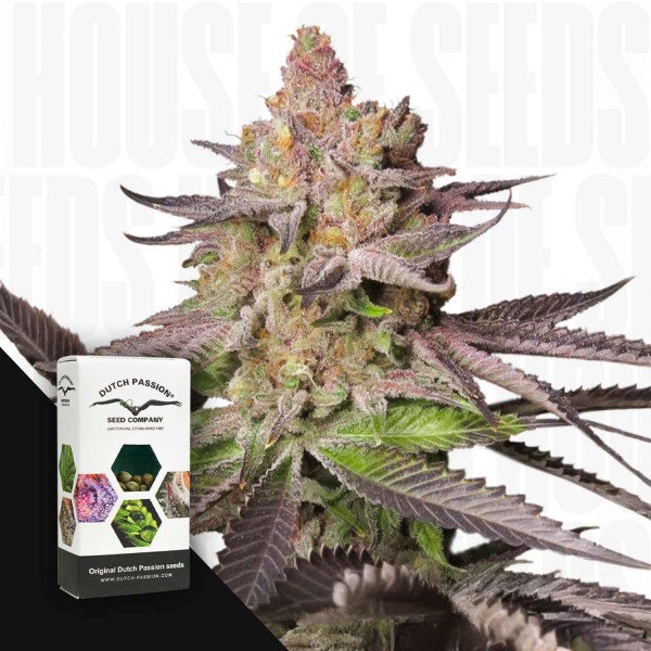 Melonade Runtz - Dutch Passion