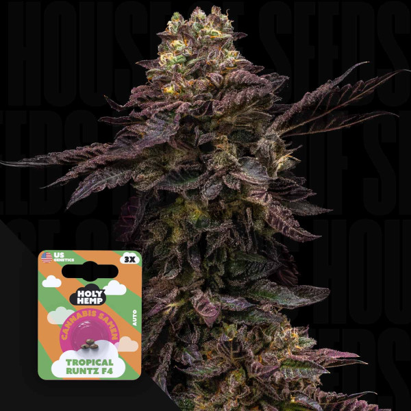 Tropical Runtz - Holy Hemp