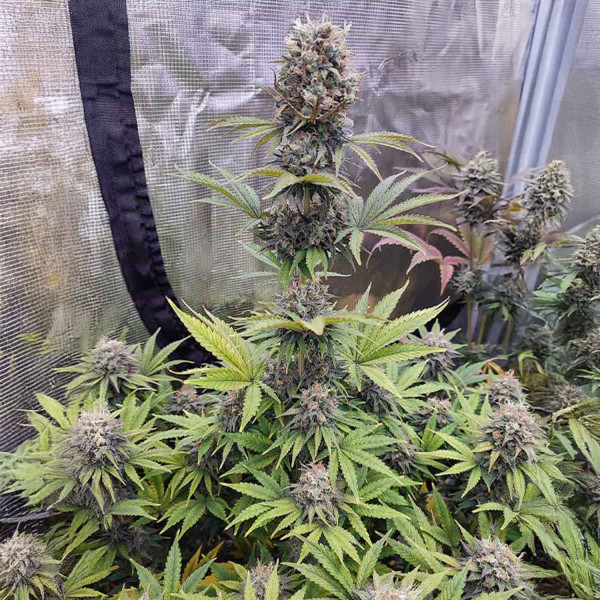 Euforia - Dutch Passion