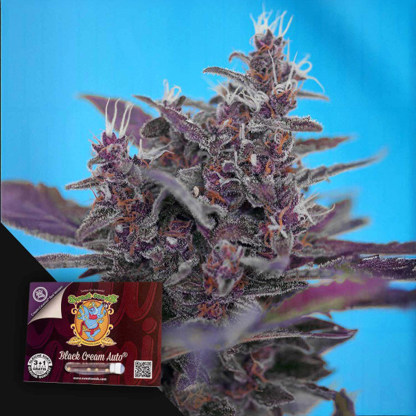 Black Cream Auto - Sweet Seeds