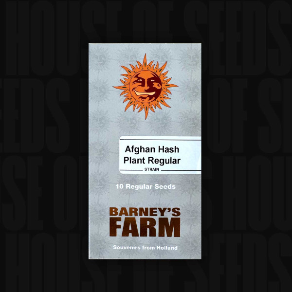 Afghan Hash Plant - Barney's Farm