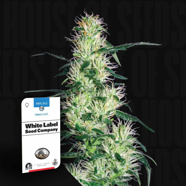 Purple Haze - Sensi Seeds