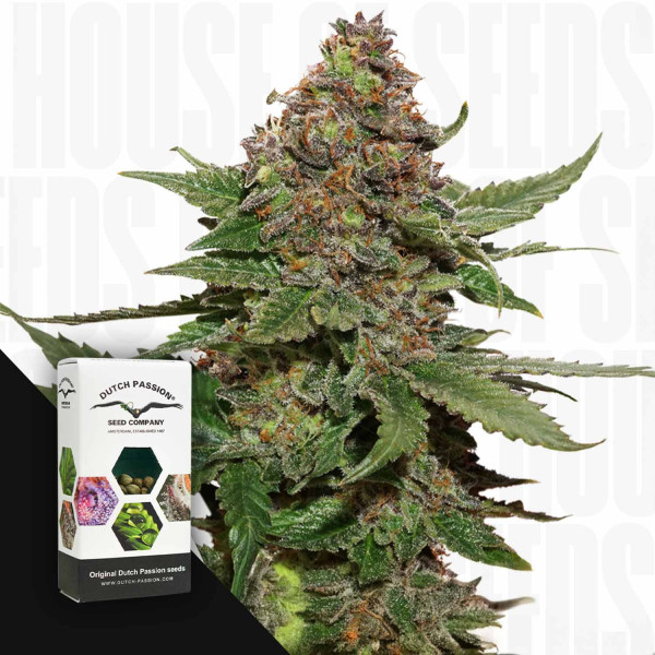 Strawberry Cough - Dutch Passion