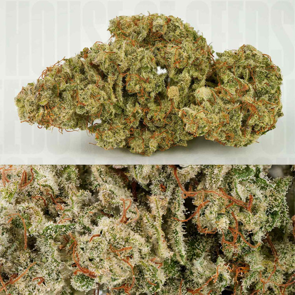 Auto SFV OG - Dutch Passion