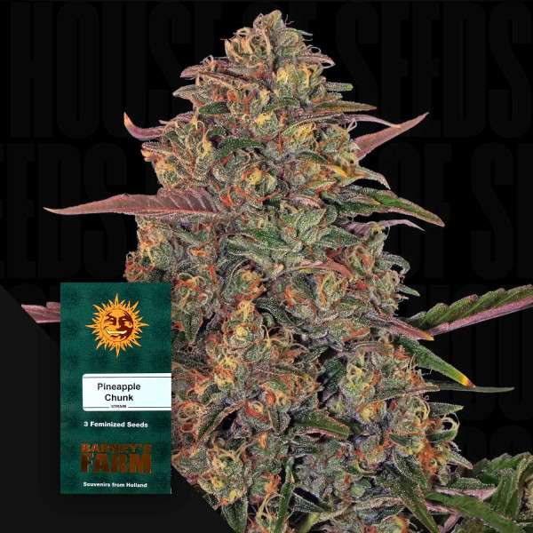 Pineapple Chunk - Barney's Farm