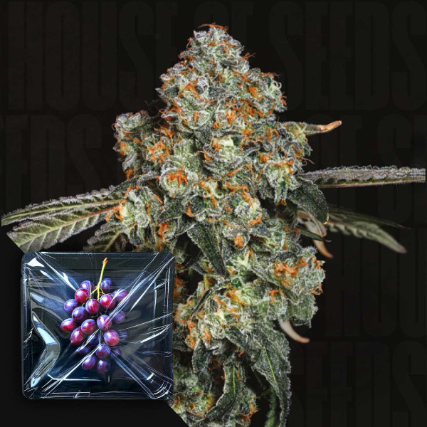 Dirty Grape - Nine Weeks Harvest