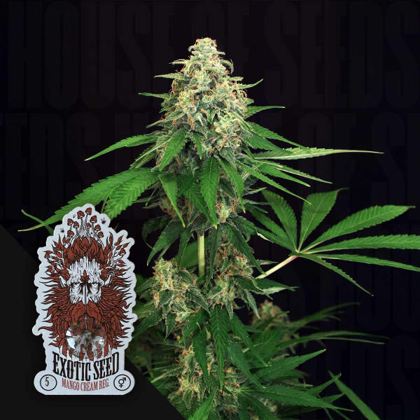 Mango Cream - Exotic Seeds