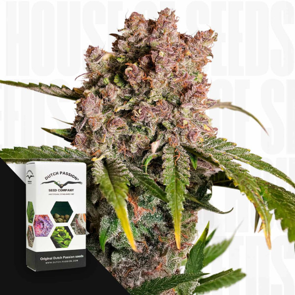 Auto Strawberry Soda - Dutch Passion