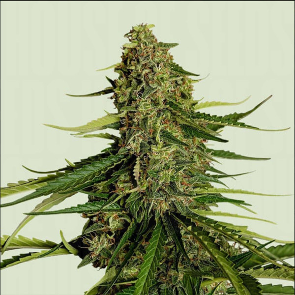 Gaia F1 - Royal Queen Seeds