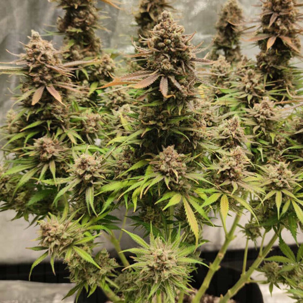 North Thunderfuck - Royal Queen Seeds