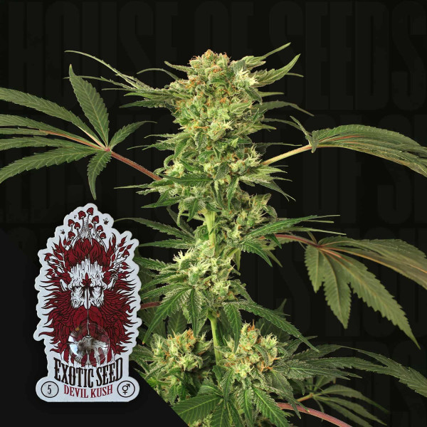 Devil Kush - Exotic Seeds