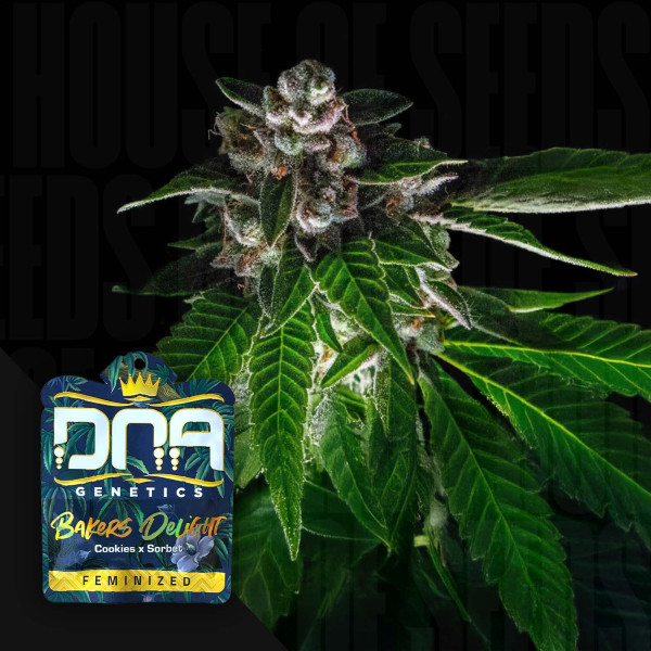 Bakers Delight - DNA Genetics